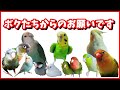 あなたにインコが望む10の教え ~インコを飼う全ての方に知って欲しい鳥の十戒~cockatiel【オカメインコのきなこ】