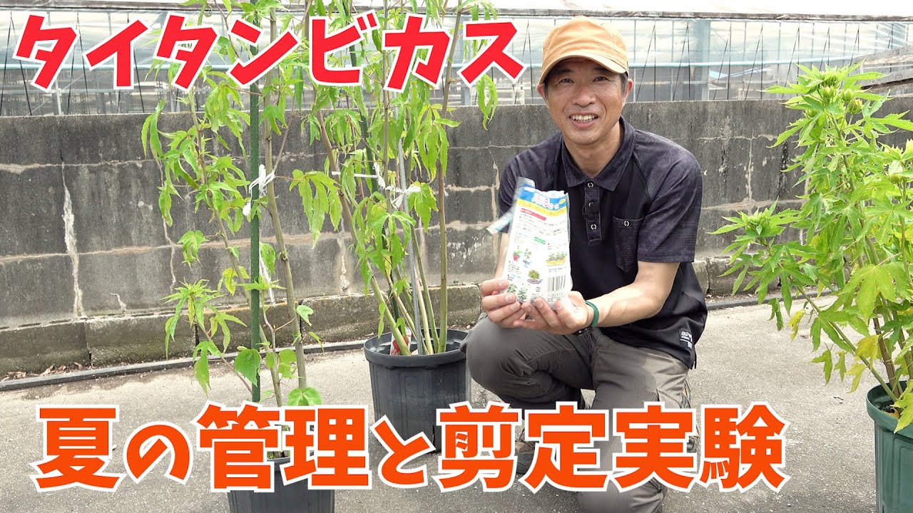 【タイタンビカス】夏の管理と剪定実験【赤塚植物園農場だより】