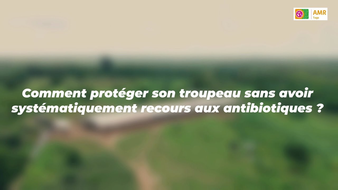 Comment protéger ses animaux d'élevage sans avoir systématiquement recours aux antibiotiques ?