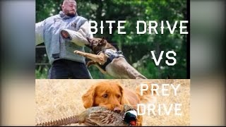 The Difference Between A Dog's Bite Drive and Prey Drive