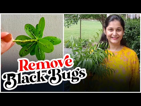 Video: Diseases And Pests Of Peonies (22 Photos): Description And Methods Of Treatment. How To Get Rid Of Ants? Why Do Flowers Grow Poorly? Gray Mold Treatment