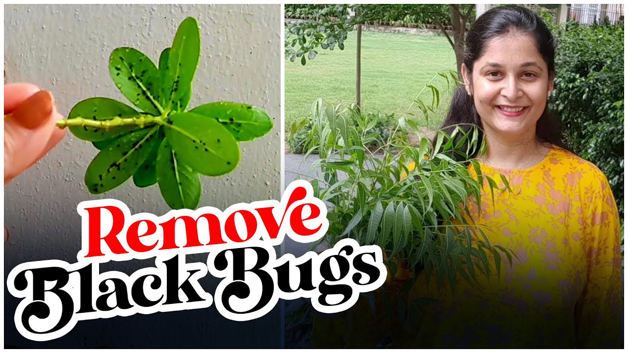 Remove Black insects Aphids Bug from plant I         #aphid #removeblackpest