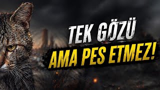 MİNNOŞ YAVRU KEDİLER - KOMİK YAVRU KEDİ VİDEOLARI - Yavru Kedi Videosu Komik Köpek 🐕  #cat