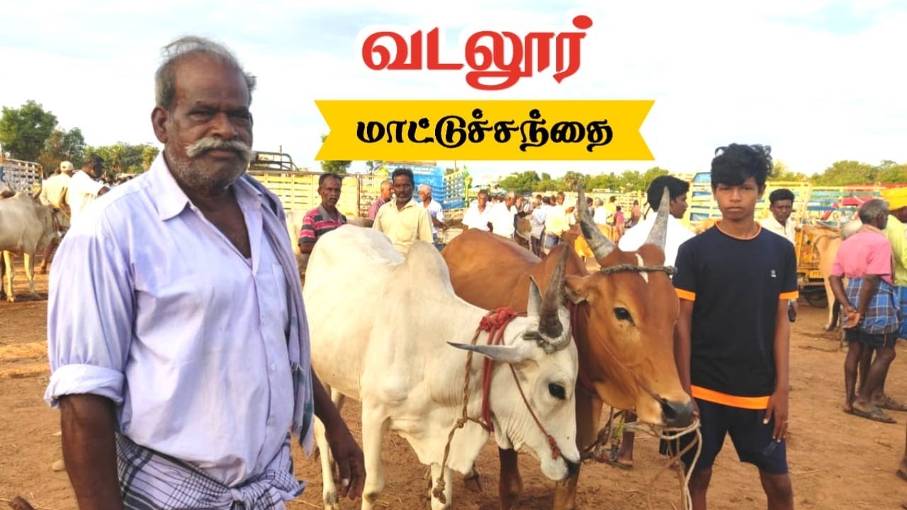 வடலூர் மாட்டு சந்தை நிலவரம்| கறவை மாடு நிறைய வந்திருக்கு #வடலார் #vadalur #vadalursandhai #cuddalore