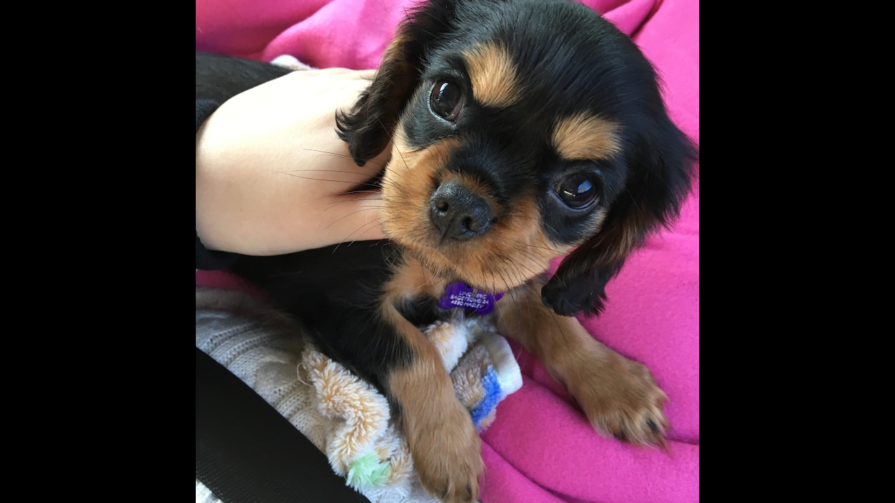 black and tan king charles puppy