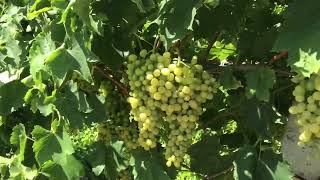 Üzümler harika (wonderful vitis)