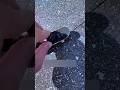 This Brand Used COCKROACHES for Marketing