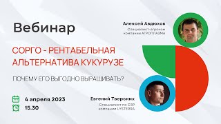 Сорго — рентабельная альтернатива кукурузе. Почему его выгодно выращивать? Вебинар от «АГРОПЛАЗМА».