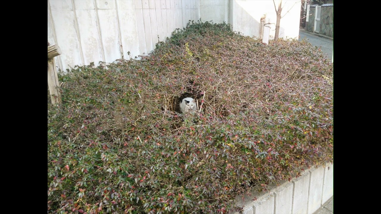 まっさかさまズ Live at リーサルウェポン吉田