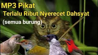Suara Pikat Burung Ribut Nyerecet Untuk semua burung Hutan,Kolibri,prenjak,kutilang,Sogon,dll