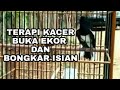 Terapi Kacer Bongkar Isian Dan Buka Ekor Omkicau(.mp3 .mp4) Mp3 - Mp4 Download