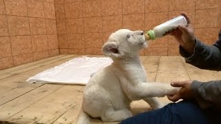 Bottle Feeding Lion Cubs