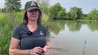 Habitat Hints: Aquatic Vegetation