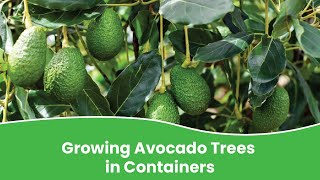 Growing avocado trees in containers | How to grow avocado tree in pot?