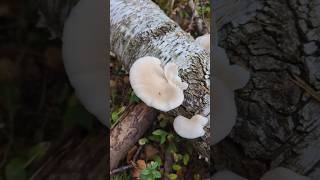 Вёшенка лёгочная, 17.09.25г. #грибы  #mushroom #грибочки #fungi