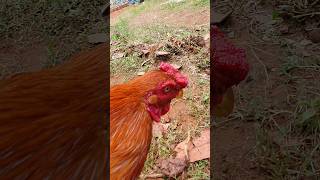 teasing a rooster
