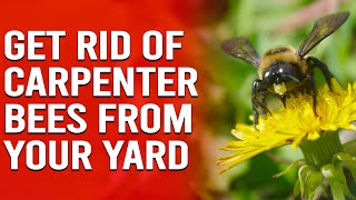 How to Get Rid of Carpenter Bees from Your Yard by Trim That Weed - Your Gardening Resource 75 views 2 weeks ago 4 minutes, 12 seconds