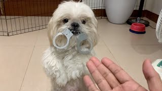 My Shih Tzu Dog Performs Cute Tricks | Cute Funny Dog Video