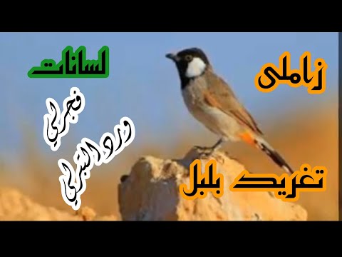 تغريد بلبل طور زاملي لسانات فجرلي ورد التبرلي