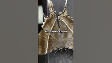 Do you know about the origin of word bugs in computing? #shorts #facts #computer #historyfacts