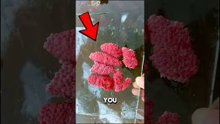 Crush These Eggs Fast