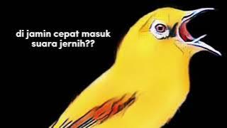 MASTERAN PLECI CEPAT MASUK‼️‼️suara jernih DI JAMIN NEMBAK MATERI✔✔ #pleci #masteranpleci