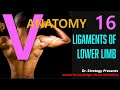 Summary Of Lower Limb Ligaments Vanatomy 16 With Their Attachements Summary Of Lower Limb Ligaments Vanatomy 16 With Their Attachements