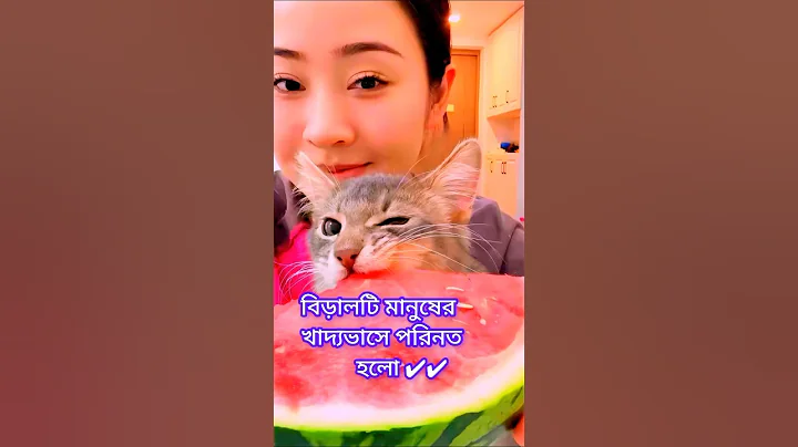 Video 8852031: cats pets facts, cat cute pets, cute hilarious cats, cat funny cute animals