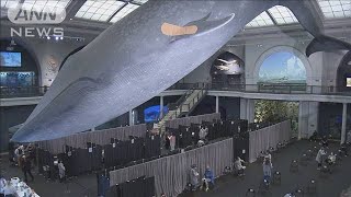 クジラが見守るワクチン接種　NYでは博物館も会場に(2021年4月24日)