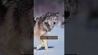 How To Create a Dire Wolf