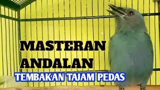 SRIGUNTING ABU ABU GACOR BESET SADIS FULL ISIAN cocok buay masteran murai batu dan cucak ijo