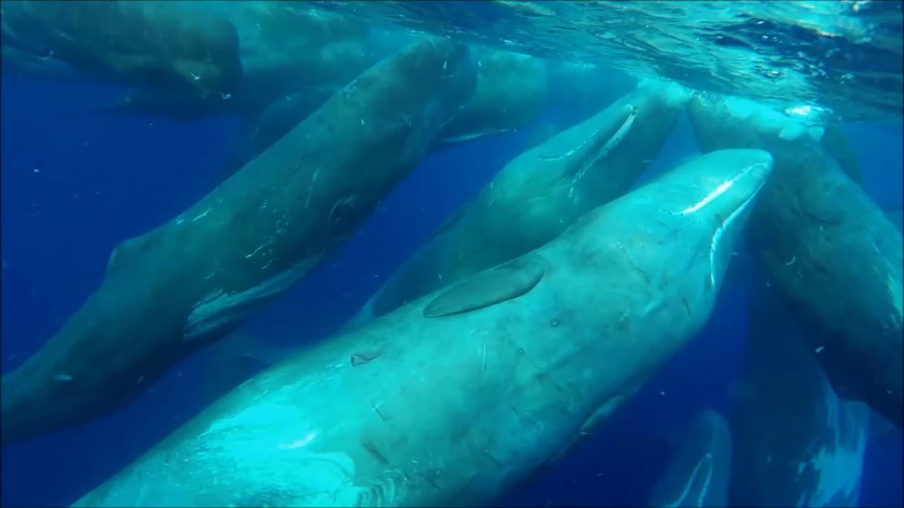 Santuario Pelagos uno scrigno di biodiversità YouTube Santuario Pelagos uno scrigno di biodiversità YouTube