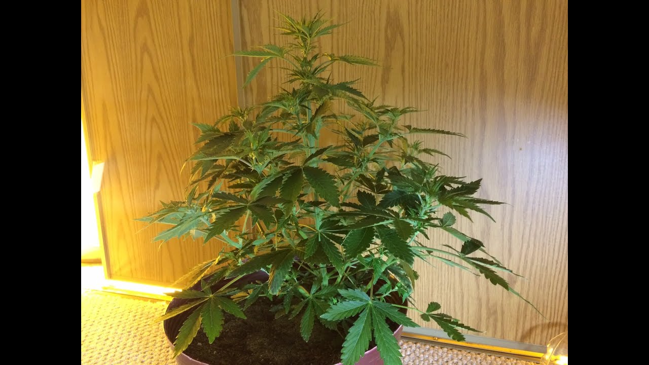 marijuana, weed, pot, growing, auto, 18/6, week 5, week 4, one month, cfl, ...