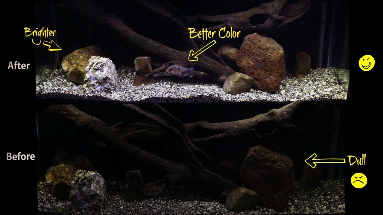aquascape filter 2 Simple Tricks To Enhance Your Aquarium