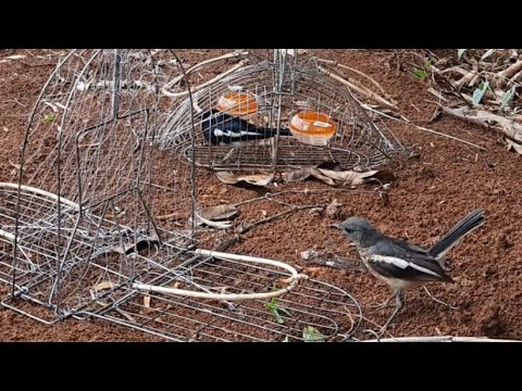 Video Bẫy chòe than. Hối tiếc về sự ẩu tả khi gắn sâu. ( tập... - youtube