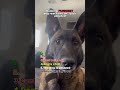 Ranking Funniest Dog's reactions on "you'r adopted" 😂