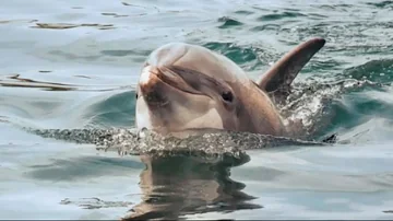 Como os golfinhos captura seu alimento?