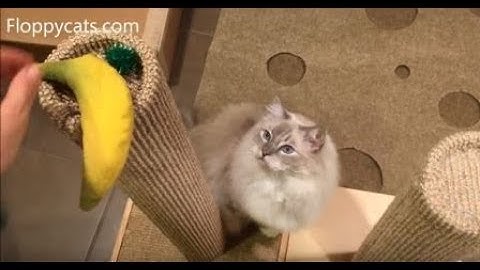 Quality Cat Furniture: TopCat Sisal Base Cat Scratching Post Product Arrival Video - Floppycats
