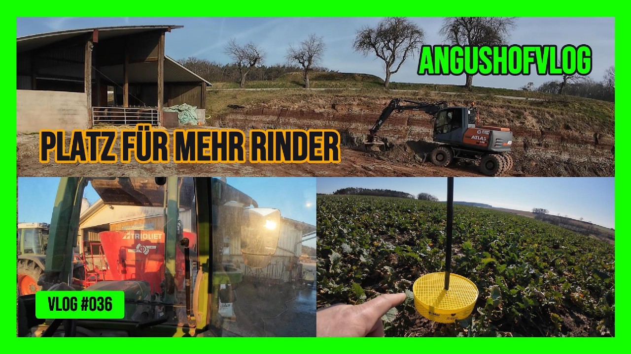 AngushofVlog #036: Platz für mehr Rinder. Stall arbeiten und Raps. 