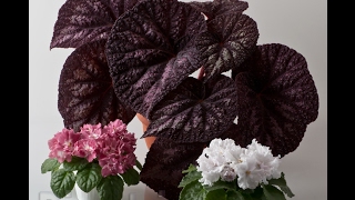 видео: Зависимость компактности розеточных растений от интенсивности освещения картинка: Зависимость компактности розеточных растений от интенсивности освещения