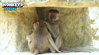 Magnificent Moment Between A Monkey Couple