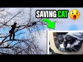 Tree Climber Rescues Cat Stuck In Tree For 2 Days