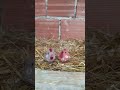 tombik tavuk ailesi 2 🐔 beğenmeyi ve takip etmeyi unutmayın🙏 ❤