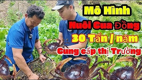 LÀM GIÀU TỪ MÔ HÌNH NUÔI CUA ĐỒNG , BÁN 30 TẤN CUA MỖI NĂM , THU VỀ TIỀN TỶ  || NôngNghiệp247