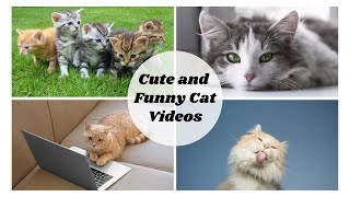 Cute And Funny Cat Videos Cat Lovers