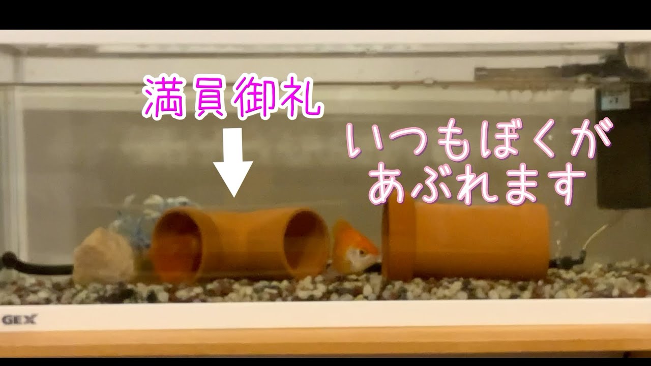 土管が大人気で追加 金魚の毎日 Youtube