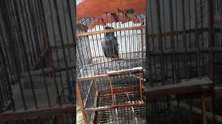 Burung Jalak Mata Putih Bicara Assamu'alaikum