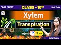 How Plants Drink &amp; Eat "Xylem vs Phloem" The Ultimate Plant Transport System Explained by Neha Swami