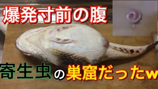 寄生虫だらけ！？カジカの腹を捌いたら驚きの結果に…