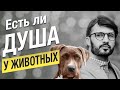 Души Животных. Откуда Они Приходят? Сергей Финько.